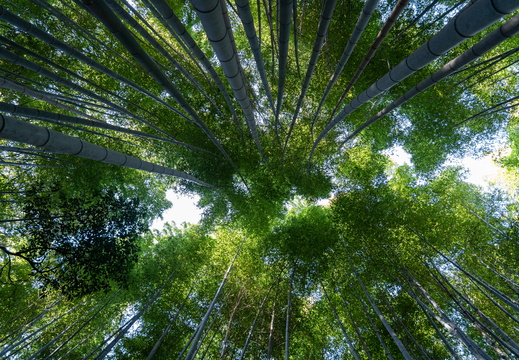 京都岚山竹林小径