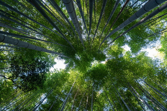 京都岚山竹林小径